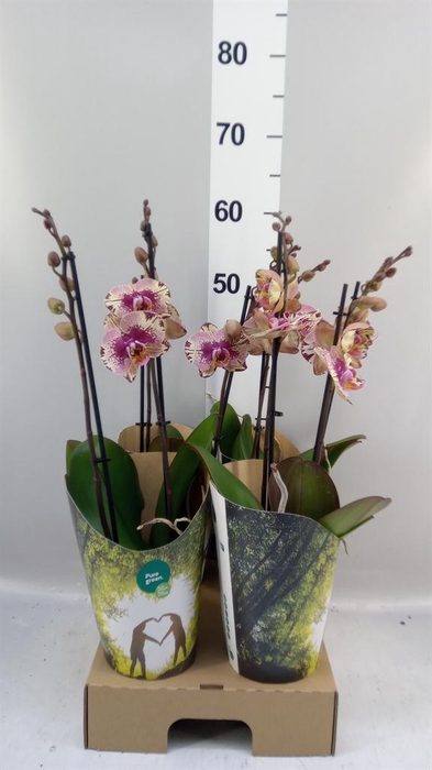 <h4>Phalaenopsis   ...lilac</h4>
