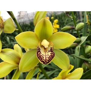Cymbidium Mini Siette X4 Leekade
