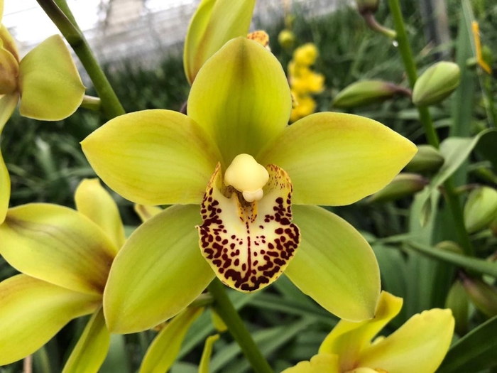 <h4>Cymbidium Mini Siette X8 Leekade</h4>