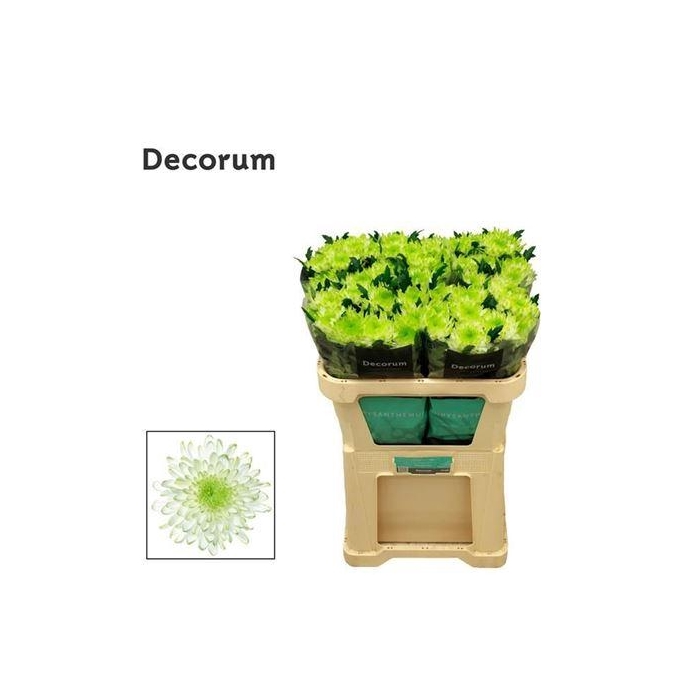 <h4>Chr G Zembla Lime</h4>