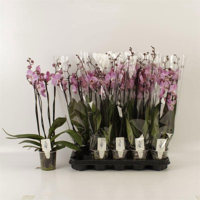 <h4>PHAL AN MILWAUKEE</h4>