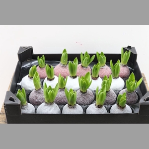 Wax Hyacinth Gl Mix