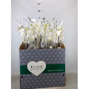 Phalaenopsis   ...white