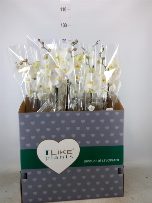 <h4>Phalaenopsis   ...white</h4>