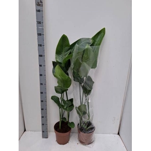 STRELITZIA NICOLAI