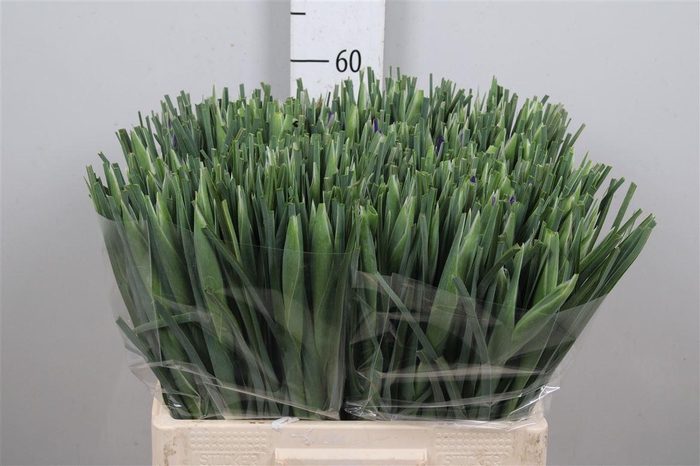 <h4>Iris New Magic</h4>