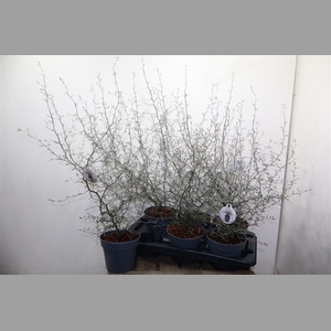 Corokia Cotoneaster