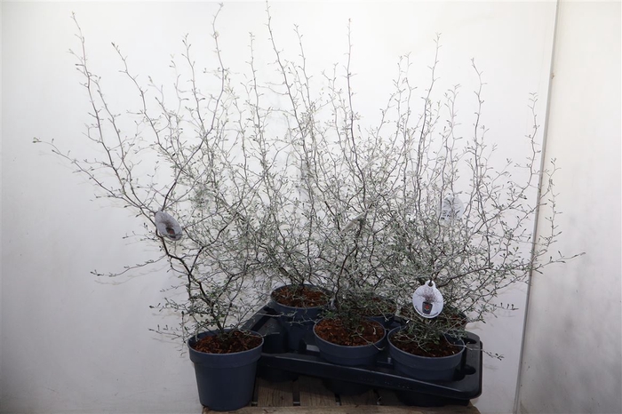 <h4>Corokia Cotoneaster</h4>