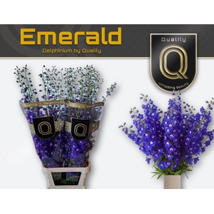 DELPH DU EMERALD 120CM X30