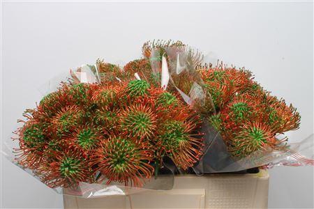 <h4>Leuco Klbh Green</h4>