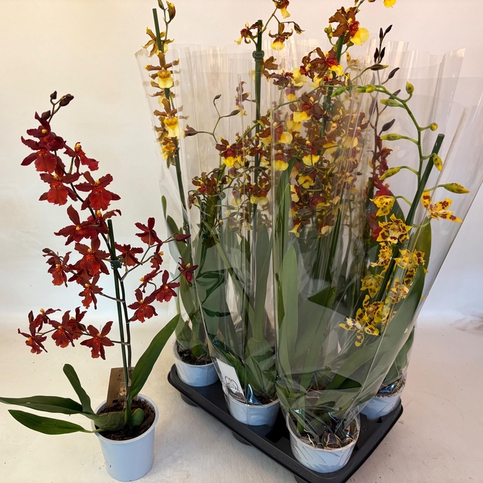 <h4>VUYLST PLUSH</h4>