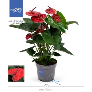 Mimesis Anthurium KARMA Dark Red - 17cm