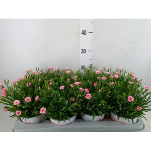 Dianthus  'Diantica Peach Party'