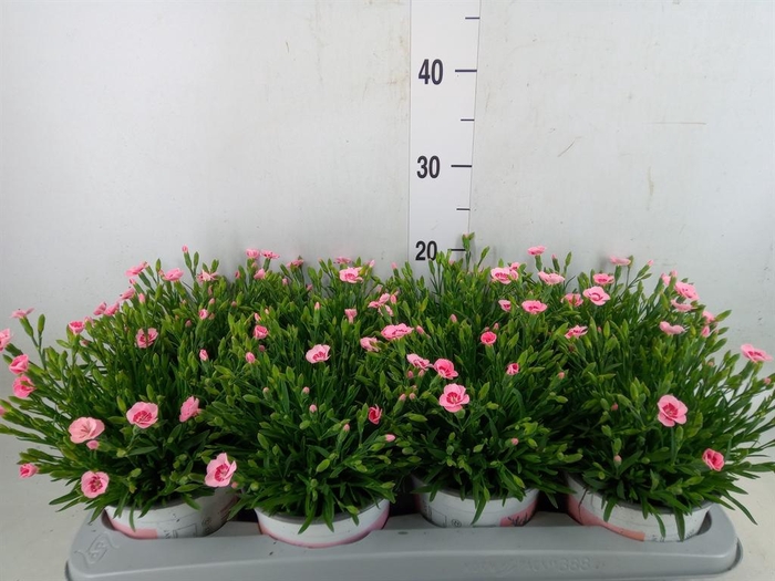 <h4>Dianthus  'Diantica Peach Party'</h4>