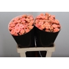 Wax-Rozen Wax Tros Versilia