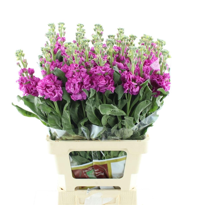 <h4>Matth Incana Iron Deep Pink</h4>