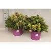 Hebe andersonii Garden Dream Quattro