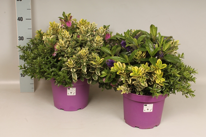 Hebe andersonii Garden Dream Quattro