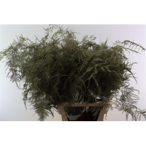 Asp Kbh Lang Olive Green