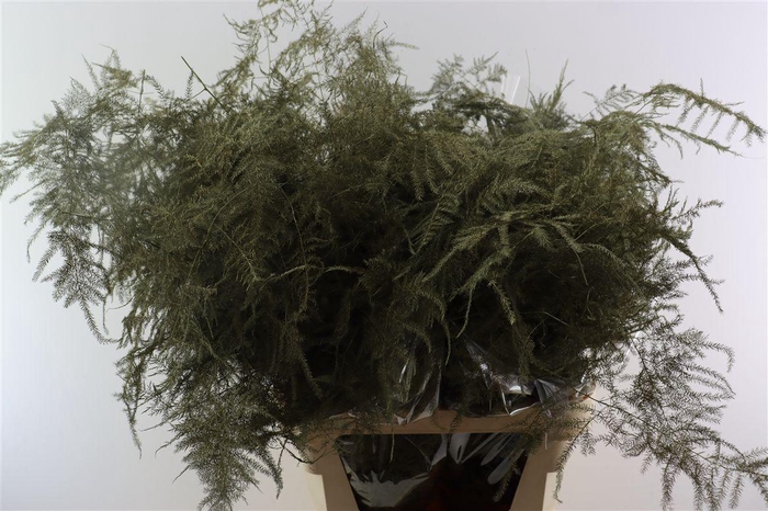 <h4>Asp Kbh Lang Olive Green</h4>