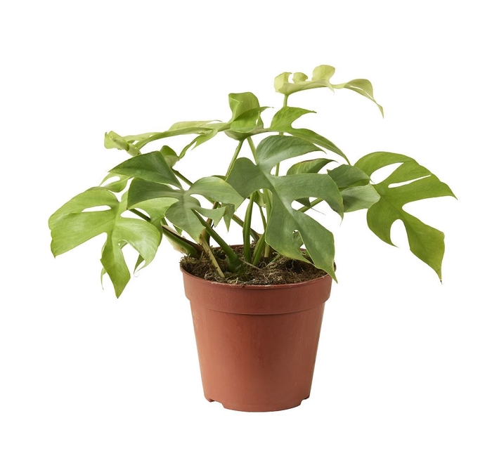 Rhaphidophora tetras