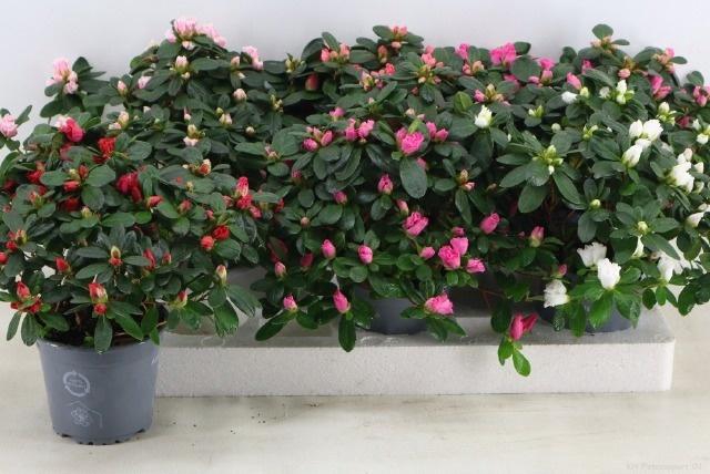 <h4>RHODO SI VOGEL GEM</h4>