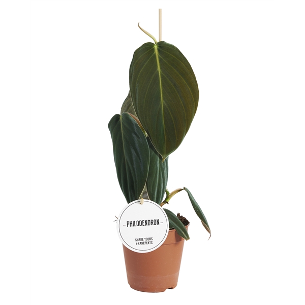 <h4>Philodendron Gigas</h4>