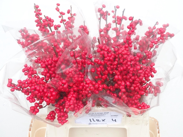 <h4>ILEX VE RODE BES</h4>