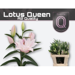LI OR DU A2 A2 ROZE 3+