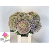 Hydrangea royal parade classic
