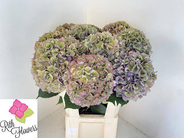 Hydrangea royal parade classic
