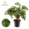 <h4>'Monkey Leaf'</h4>
