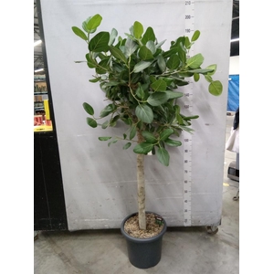 Ficus benghalensis 'Audrey'