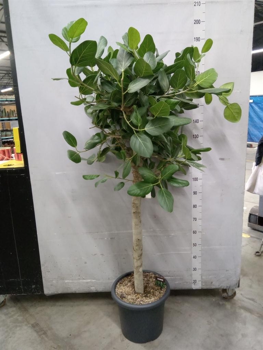 <h4>Ficus benghalensis 'Audrey'</h4>
