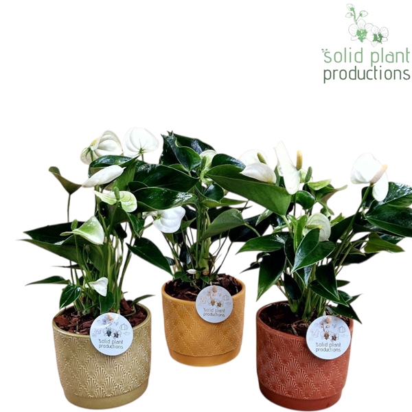 <h4>NV004 Ariël Autumn Anthurium</h4>
