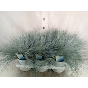 Festuca glauca 'Intens Blue'