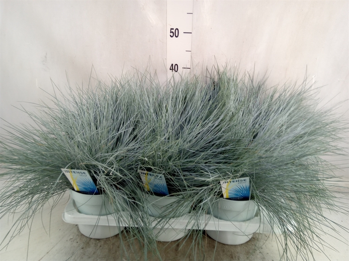 Festuca glauca 'Intens Blue'