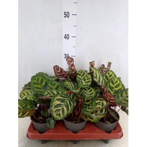 Calathea makoyana