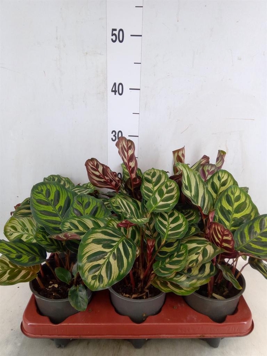 <h4>Calathea makoyana</h4>