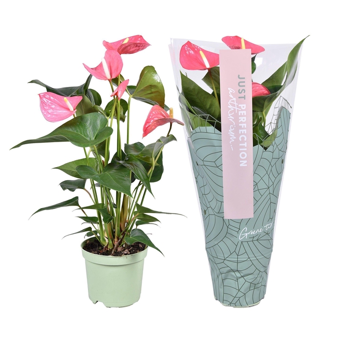 <h4>Anthurium Maine ''Just perfect®'' (XL-Flowers)</h4>