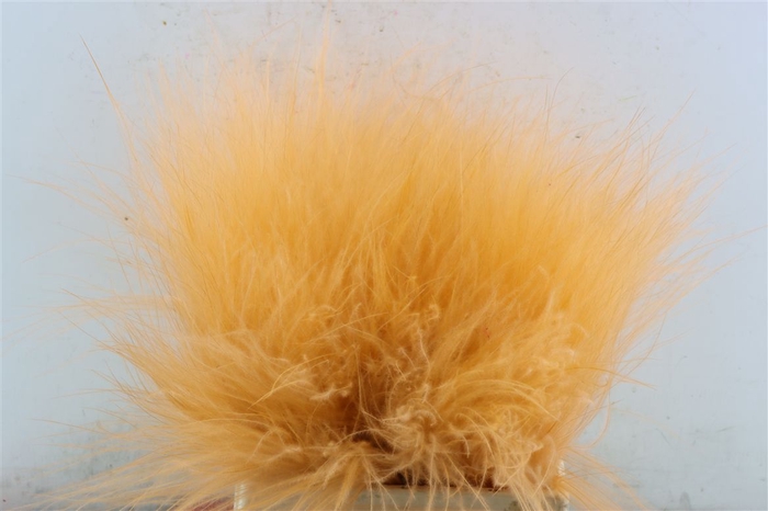 Dried Stypha Salmon(10 Toef) Bunch