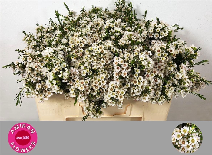 <h4>CHAME UN EVE</h4>