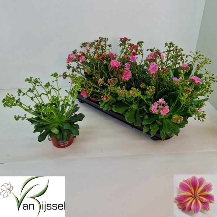 <h4>LEWI MOU DREAMS GEM</h4>