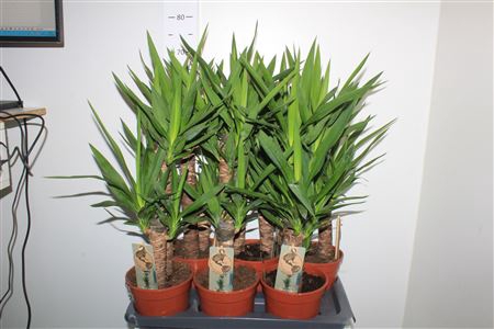 <h4>Yucca 45-20 Cm Meerkop</h4>