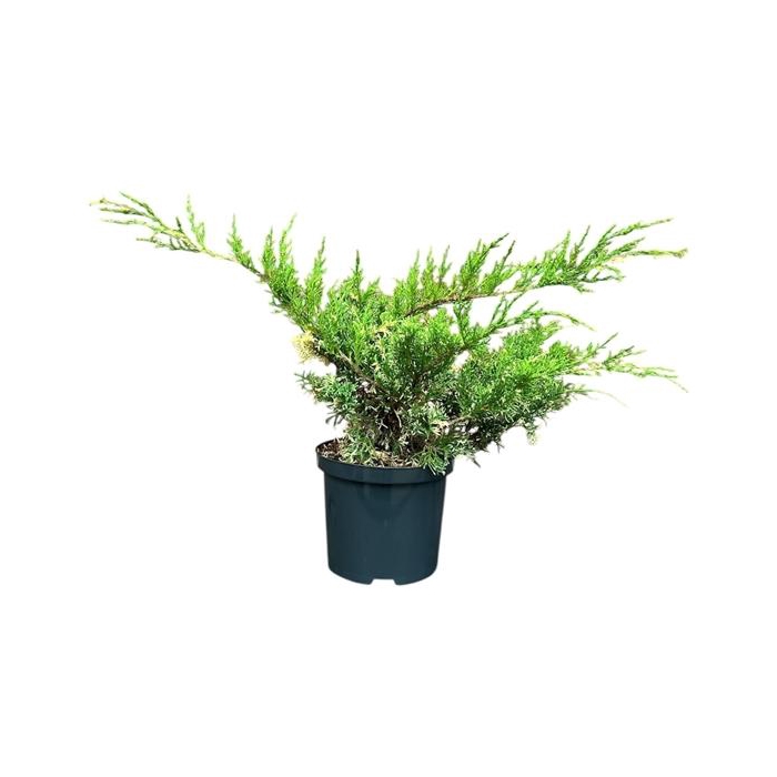 <h4>Juniperus h. 'White Splash'</h4>
