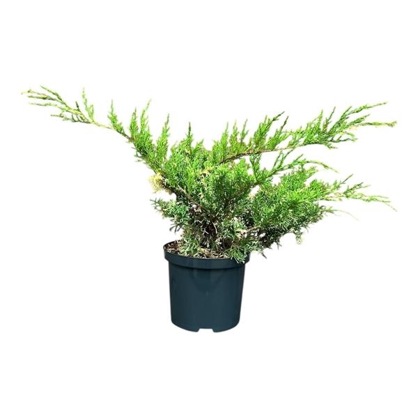 Juniperus h. 'White Splash'