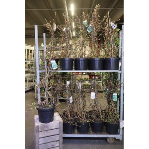 Hydr Petiolaris White