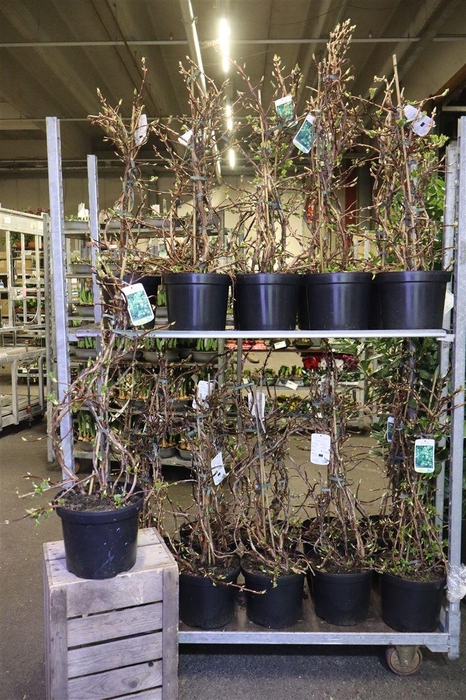 <h4>Hydr Petiolaris White</h4>