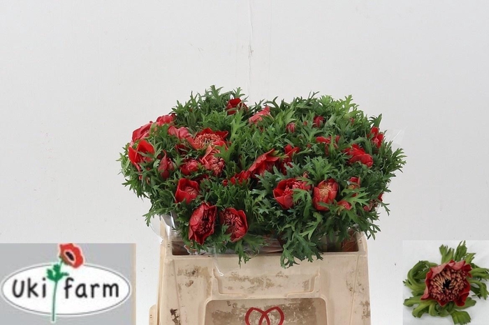 <h4>ANEM CO LEVAN ROSSO</h4>