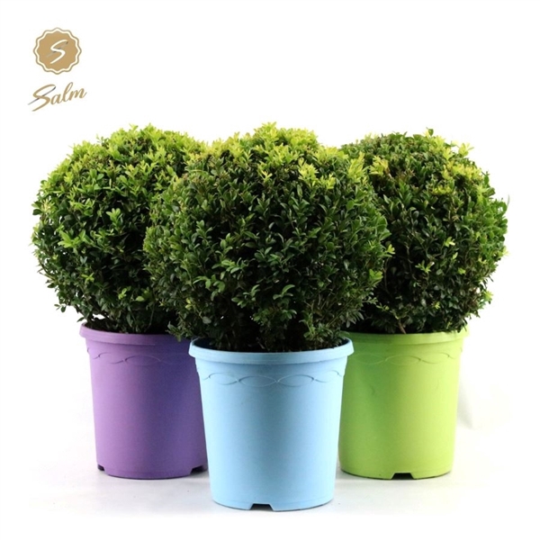 <h4>Buxus semp. Ball Ø30cm P23 in Pot Colour</h4>